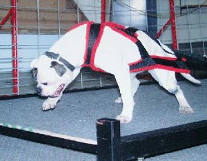 American Bulldog Breeder in  Michigan